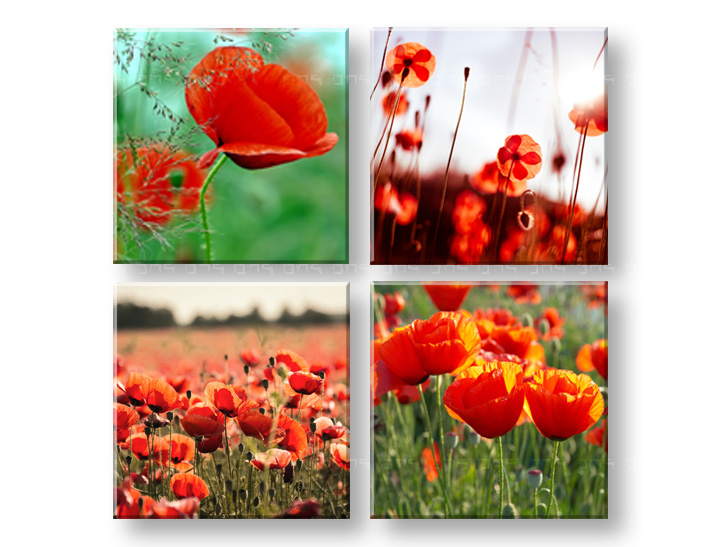 Слики на платно Meadow of poppy poppies 4- делен Колаж XOBKOL17E42