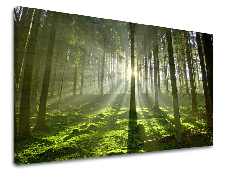 Ѕидно сликарство ДРВЈА 60x90 cm