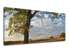 Слики на платно ДРВЈА Панорама ST016E13
